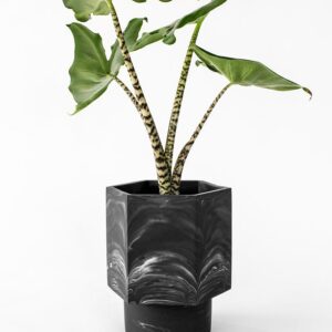 Houseraccoon Hapi Black Marble Plant