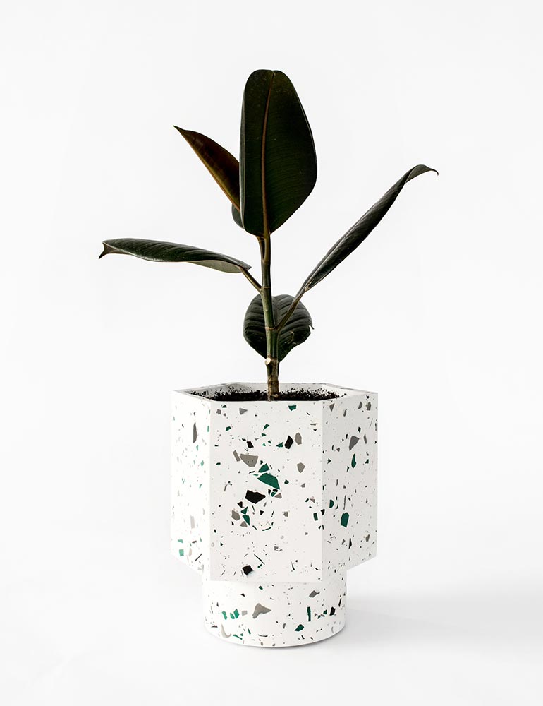 Houseraccoon Hapi White Emerald Plant