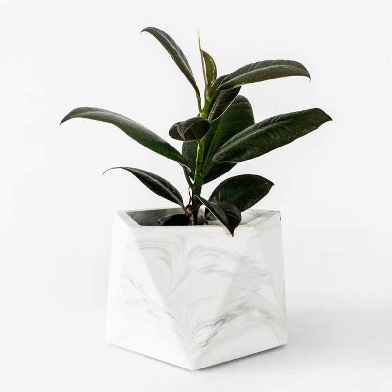 Houseraccoon Mare Large White Marble Plant1