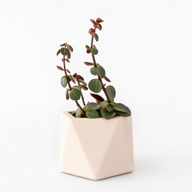 Houseraccoon Mare Medium Millennial Pink Plant
