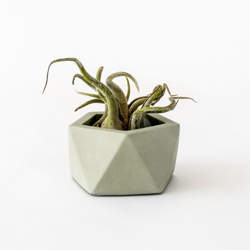 Houseraccoon Vand Small Olive Green Plant